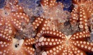 Sepanjang 2020 Kendari Ekspor Gurita Beku 568,94 Ton