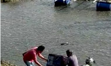 Warga Baubau Heboh, Ribuan Ikan Muncul di Permukaan Pantai