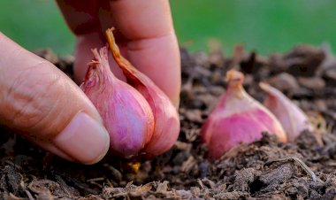 Tingkatkan Perekonomian Masyarakat Tani, Pemdes Koholimombono Bakal Lakukan Budidaya Bawang Merah
