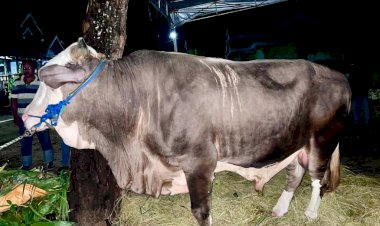 Begini Penampakan Sapi Kurban Bobot Lebih 1 Ton dari Presiden Jokowi untuk Kabupaten Buton