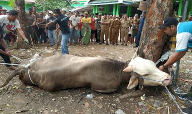 Bupati Buton Bersama Kepala Badan Kepegawaian Provinsi Sultra Hadiri Proses Penyembelihan Sapi Kurban Dari Presiden Jokowi 