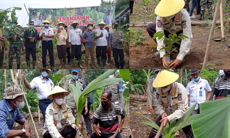 Tanam Ribuan Bibit Pala dan Kelapa, Upaya Bupati Mensejahterakan ...